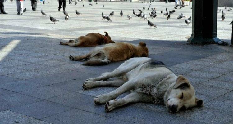&Delta;&eta;&lambda;&eta;&tau;&eta;&rho;ί&alpha;&sigma;&alpha;&nu; &sigma;&kappa;&upsilon;&lambda;&iota;ά &sigma;&tau;&omicron;&nu; Ά&gamma;&iota;&omicron; &Delta;&eta;&mu;ή&tau;&rho;&iota;&omicron;  | &Xi;&epsilon;&kappa;ί&nu;&eta;&sigma;&epsilon; έ&rho;&epsilon;&upsilon;&nu;&epsilon;&sigmaf; &eta; &Alpha;&sigma;&tau;&upsilon;&nu;&omicron;&mu;ί&alpha;