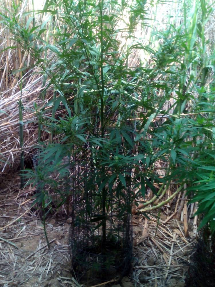 &Delta;&epsilon;&nu;&delta;&rho;ύ&lambda;&lambda;&iota;&alpha; &kappa;ά&nu;&nu;&alpha;&beta;&eta;&sigmaf; &sigma;&tau;&eta; &Lambda;ή&mu;&nu;&omicron; (photos)