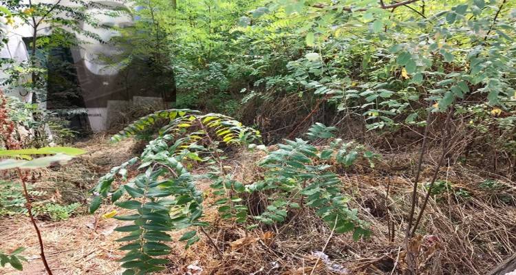 Τον καθαρισμό του κληροδοτήματος «Αλέξανδου Ιωαννίδη» ζητάει ο πρόεδρος Καλλιθέας