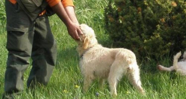 Από τις 21 Ιανουαρίου σε εφαρμογή! Στείρωση ή αποστολή DNA αλλιώς… 1.000 ευρώ πρόστιμο για τα κατοικίδια!