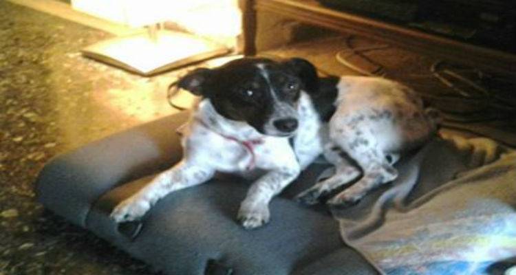 Χάθηκε ο «Μάιλο» | Μπορείτε να βοηθήσετε;