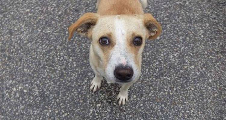 «Έκκληση για βοήθεια»