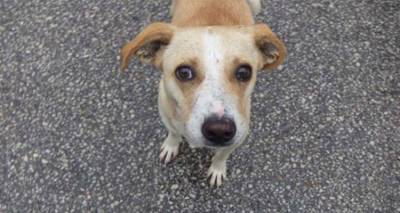 &laquo;Έ&kappa;&kappa;&lambda;&eta;&sigma;&eta; &gamma;&iota;&alpha; &beta;&omicron;ή&theta;&epsilon;&iota;&alpha;&raquo;