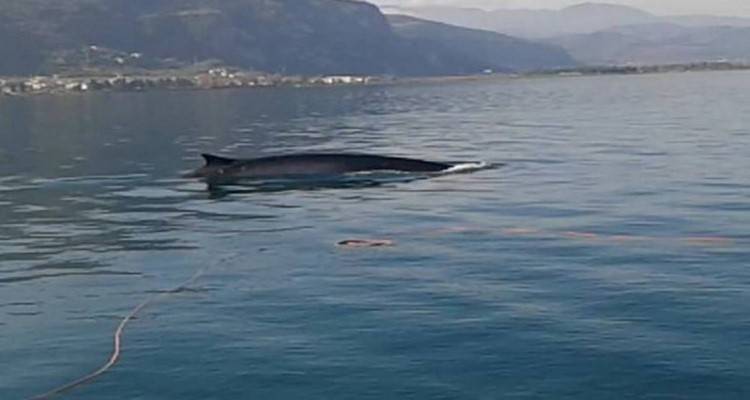 &Pi;&tau;&epsilon;&rho;&omicron;&phi;ά&lambda;&alpha;&iota;&nu;&alpha; 12 &mu;έ&tau;&rho;&omega;&nu; &epsilon;&nu;&tau;&omicron;&pi;ί&sigma;&tau;&eta;&kappa;&epsilon; &sigma;&tau;&omicron; &Mu;&alpha;&lambda;&iota;&alpha;&kappa;ό &Kappa;ό&lambda;&pi;&omicron; (video)