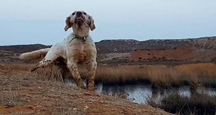 Λήμνος: Χάθηκε Αγγλικό σέτερ (photos)