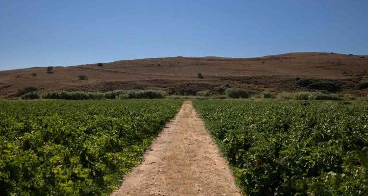 Από 1η Σεπτεμβρίου οι αιτήσεις για τις άδειες φύτευσης αμπελώνων