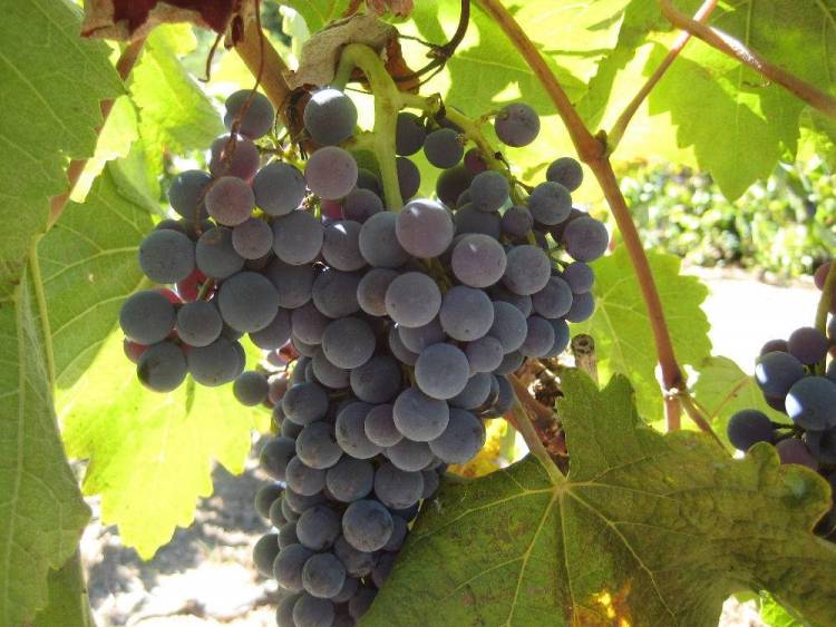 &Epsilon;&pi;&iota;&sigma;&tau;&omicron;&lambda;ή &Beta;&omicron;&gamma;&iota;&alpha;&tau;&zeta;ή &gamma;&iota;&alpha; &tau;&omicron;&nu; &pi;&epsilon;&rho;&omicron;&nu;ό&sigma;&pi;&omicron;&rho;&omicron; &sigma;&tau;&eta; &Lambda;ή&mu;&nu;&omicron;