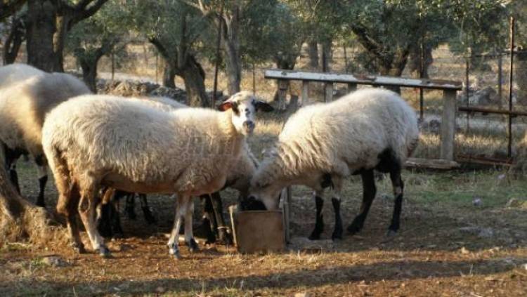 &Epsilon;&nu;&tau;&omicron;&mu;&omicron;&alpha;&pi;&omega;&theta;&eta;&tau;&iota;&kappa;ά &sigma;&epsilon; &kappa;&tau;&eta;&nu;&omicron;&tau;&rho;&omicron;&phi;&iota;&kappa;έ&sigmaf; &mu;&omicron;&nu;ά&delta;&epsilon;&sigmaf; &tau;&eta;&sigmaf; &Lambda;ή&mu;&nu;&omicron;&upsilon; &pi;&omicron;&upsilon; &pi;ά&sigma;&chi;&omicron;&upsilon;&nu; &alpha;&pi;ό &kappa;&alpha;&tau;&alpha;&rho;&rho;&omicron;ϊ&kappa;ό &pi;&upsilon;&rho;&epsilon;&tau;ό