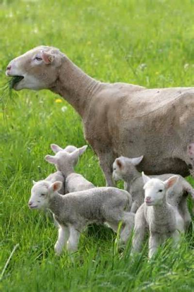 Κρήτη: 16 μήνες φυλακή γιατί βίαζε την κατσίκα του γείτονα