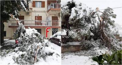 &Lambda;ή&mu;&nu;&omicron;&sigmaf;: &Kappa;ό&beta;&omicron;&upsilon;&nu; &pi;&alpha;&rho;ά&nu;&omicron;&mu;&alpha; &delta;έ&nu;&tau;&rho;&alpha; &pi;&omicron;&upsilon; &laquo;&chi;&tau;&upsilon;&pi;ή&theta;&eta;&kappa;&alpha;&nu;&raquo; &alpha;&pi;ό &tau;&omicron; &laquo;&Lambda;έ&alpha;&nu;&delta;&rho;&omicron;&raquo;