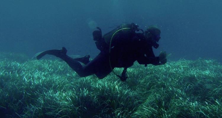 Ποσειδωνία: Το άγνωστο λιβάδι στον βυθό της Λήμνου (βίντεο)
