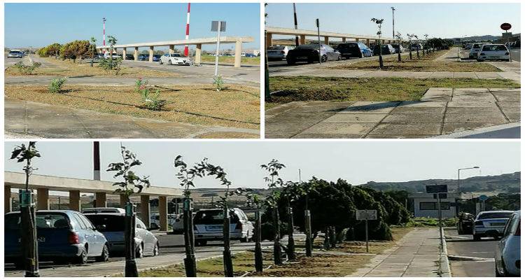 Σπουδαία κίνηση από τους επαγγελματίες οδηγούς ταξί της Λήμνου | Δεντροφύτευση στο αεροδρόμιο του νησιού