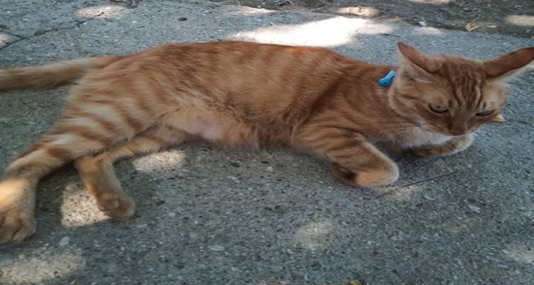 Επέστρεψε στην οικογένεια του ο γάτος που βρέθηκε στο Διαπόρι