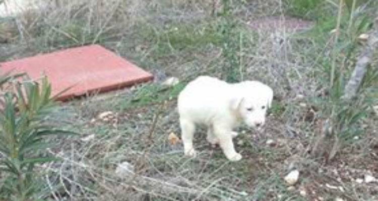 Ο Άρης θέλει να ταξιδέψει προς Λήμνο