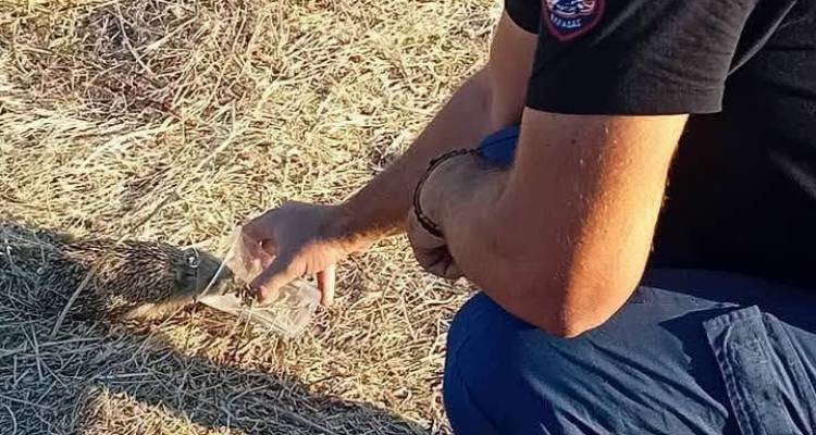 &Sigma;&upsilon;&nu;&tau;&omicron;&nu;&iota;&sigma;&mu;έ&nu;&eta; &epsilon;&pi;&iota;&chi;&epsilon;ί&rho;&eta;&sigma;&eta; &gamma;&iota;&alpha; &tau;&alpha; &zeta;ώ&alpha; &sigma;&tau;&eta; &Lambda;ή&mu;&nu;&omicron;: &Kappa;ά&lambda;&epsilon;&sigma;&mu;&alpha; &tau;&omicron;&upsilon; &Phi;&iota;&lambda;&omicron;&zeta;&omega;&iota;&kappa;&omicron;ύ &Sigma;&omega;&mu;&alpha;&tau;&epsilon;ί&omicron;&upsilon; &sigma;&epsilon; &epsilon;&theta;&epsilon;&lambda;&omicron;&nu;&tau;έ&sigmaf; &mu;&epsilon;&tau;ά &tau;&eta;&nu; &pi;&upsilon;&rho;&kappa;&alpha;&gamma;&iota;ά &sigma;&tau;&omicron; &Theta;ά&nu;&omicron;&sigmaf;