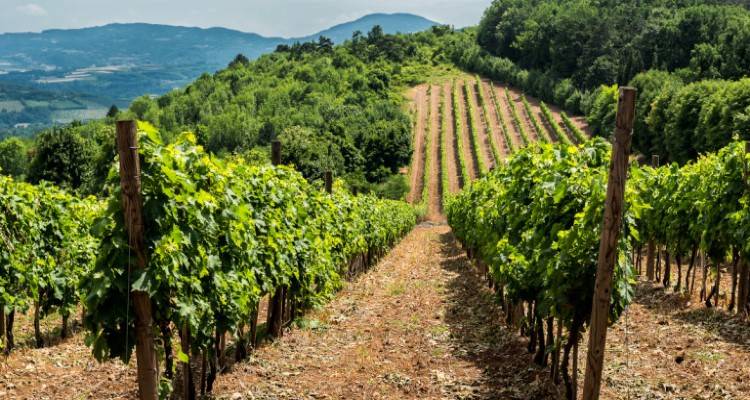 Στήριξη στον κλάδο κρασιού με δύο εκατ. ευρώ στον «πράσινο τρύγο» | Τι σημαίνει αυτό για τα αμπέλια