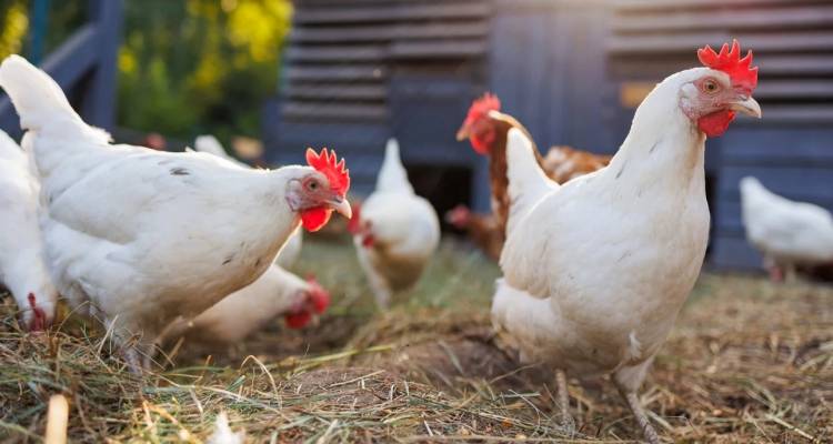 Έ&xi;&alpha;&rho;&sigma;&eta; &tau;&eta;&sigmaf; &phi;&omicron;&nu;&iota;&kappa;ή&sigmaf; &gamma;&rho;ί&pi;&eta;&sigmaf; &tau;&omega;&nu; &pi;&tau;&eta;&nu;ώ&nu; H7N9 &sigma;&tau;&iota;&sigmaf; &Eta;&Pi;&Alpha; | &Eta; &pi;&rho;ώ&tau;&eta; &alpha;&pi;ό &tau;&omicron; 2017