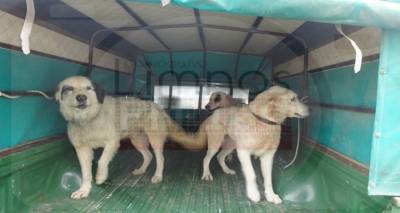 &Mu;&pi;&rho;&omicron;ύ&mu;&eta;&sigmaf;: &Tau;&alpha; &sigma;&kappa;&upsilon;&lambda;&iota;ά &zeta;&omicron;&upsilon;&nu; &ndash; &Epsilon;&iota;&rho;&eta;&nu;&iota;&kappa;ή &delta;&iota;&alpha;&delta;ή&lambda;&omega;&sigma;&eta; &omicron;&iota; &xi;ύ&lambda;&iota;&nu;&omicron;&iota; &sigma;&tau;&alpha;&upsilon;&rho;&omicron;ί &mu;&epsilon; &tau;&omicron;&upsilon;&sigmaf; &kappa;ά&lambda;&upsilon;&kappa;&epsilon;&sigmaf; (mp3+photos)