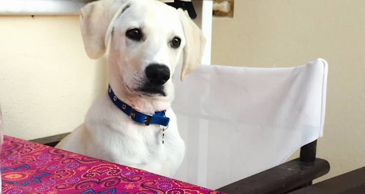 &Nu;&alpha; &upsilon;&iota;&omicron;&theta;&epsilon;&tau;&eta;&theta;&omicron;ύ&nu; &alpha;&pi;ό ό&lambda;&omicron;&upsilon;&sigmaf; &tau;&omicron;&upsilon;&sigmaf; &Delta;ή&mu;&omicron;&upsilon;&sigmaf; &kappa;&alpha;&iota; &tau;&iota;&sigmaf; &Pi;&epsilon;&rho;&iota;&phi;έ&rho;&epsilon;&iota;&epsilon;&sigmaf; &tau;&alpha; &alpha;&theta;ό&rho;&upsilon;&beta;&alpha; &pi;&upsilon;&rho;&omicron;&tau;&epsilon;&chi;&nu;ή&mu;&alpha;&tau;&alpha; &mu;&epsilon; &alpha;&phi;&omicron;&rho;&mu;ή &tau;&omicron; &beta;&rho;ά&delta;&upsilon; &tau;&eta;&sigmaf; &Alpha;&nu;ά&sigma;&tau;&alpha;&sigma;&eta;&sigmaf;, &zeta;&eta;&tau;ά &tau;&omicron; &Pi;&rho;ά&sigma;&iota;&nu;&omicron; &Kappa;ί&nu;&eta;&mu;&alpha;