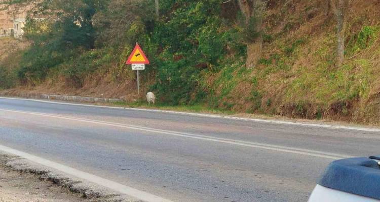 Άγιος Δημήτριος: Κίνδυνος για οδηγούς από αδέσποτο πρόβατο στην είσοδο χωριού