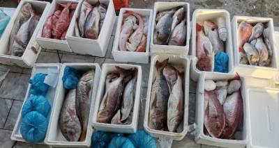 &Mu;&upsilon;&tau;&iota;&lambda;ή&nu;&eta;: &Kappa;&alpha;&tau;&alpha;&sigma;&chi;έ&theta;&eta;&kappa;&alpha;&nu; 227 &kappa;&iota;&lambda;ά &psi;ά&rho;&iota;&alpha; -&Phi;&alpha;&gamma;&kappa;&rho;&iota;ά, &sigma;&upsilon;&nu;&alpha;&gamma;&rho;ί&delta;&epsilon;&sigmaf;, &sigma;&kappa;&omicron;&rho;&pi;ί&nu;&epsilon;&sigmaf;, &chi;&omega;&rho;ί&sigmaf; &pi;&alpha;&rho;&alpha;&sigma;&tau;&alpha;&tau;&iota;&kappa;ά