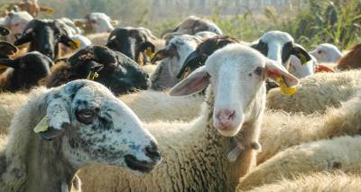 &Sigma;&tau;&rho;&alpha;&tau;&iota;&omega;&tau;&iota;&kappa;&omicron;ί &kappa;&tau;&eta;&nu;ί&alpha;&tau;&rho;&omicron;&iota; &sigma;&tau;&eta; &laquo;&mu;ά&chi;&eta;&raquo; &kappa;&alpha;&tau;ά &tau;&eta;&sigmaf; &epsilon;&upsilon;&lambda;&omicron;&gamma;&iota;ά&sigmaf; &tau;&omega;&nu; &alpha;&iota;&gamma;&omicron;&pi;&rho;&omicron;&beta;ά&tau;&omega;&nu; &kappa;&alpha;&iota; ό&chi;&iota; &mu;ό&nu;&omicron; &sigma;&tau;&eta; &Lambda;ή&mu;&nu;&omicron;!