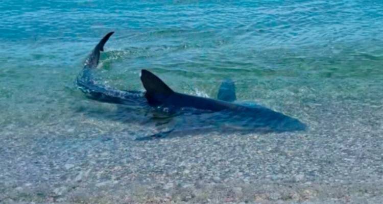 &Sigma;&pi;ά&nu;&iota;&omicron; &theta;έ&alpha;&mu;&alpha; &sigma;&epsilon; &pi;&alpha;&rho;&alpha;&lambda;ί&alpha; &tau;&eta;&sigmaf; &Beta;&omicron;&iota;&omega;&tau;ί&alpha;&sigmaf; &mu;&epsilon; &kappa;&alpha;&rho;&chi;&alpha;&rho;ί&alpha; &pi;&omicron;&upsilon; &beta;&gamma;ή&kappa;&epsilon; &sigma;&tau;&alpha; &rho;&eta;&chi;ά, &delta;&epsilon;ί&tau;&epsilon; &beta;ί&nu;&tau;&epsilon;&omicron;