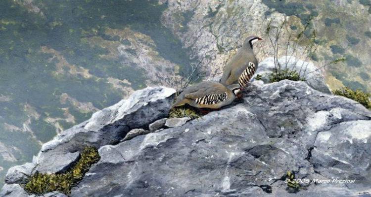 &Alpha;&nu;&omicron;ί&gamma;&epsilon;&iota; &tau;&omicron; &kappa;&upsilon;&nu;ή&gamma;&iota; &tau;&eta;&sigmaf; &pi;έ&rho;&delta;&iota;&kappa;&alpha;&sigmaf; &sigma;&tau;&eta; &Lambda;ή&mu;&nu;&omicron; | Ό&sigma;&alpha; &theta;&alpha; &pi;&rho;έ&pi;&epsilon;&iota; &nu;&alpha; &gamma;&nu;&omega;&rho;ί&zeta;&epsilon;&tau;&epsilon;