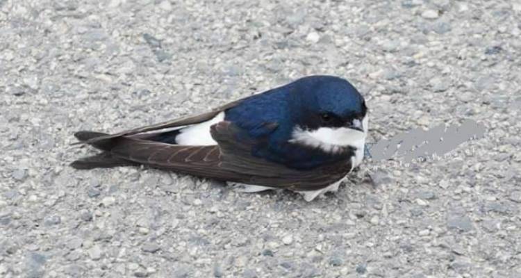 «Αχ χελιδόνι μου...» | Δεκάδες νεκρά ή εξουθενωμένα πουλιά στην Ελλάδα