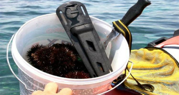 Αλιεία αχινών στη Λήμνο | Όλα όσα πρέπει να γνωρίζετε