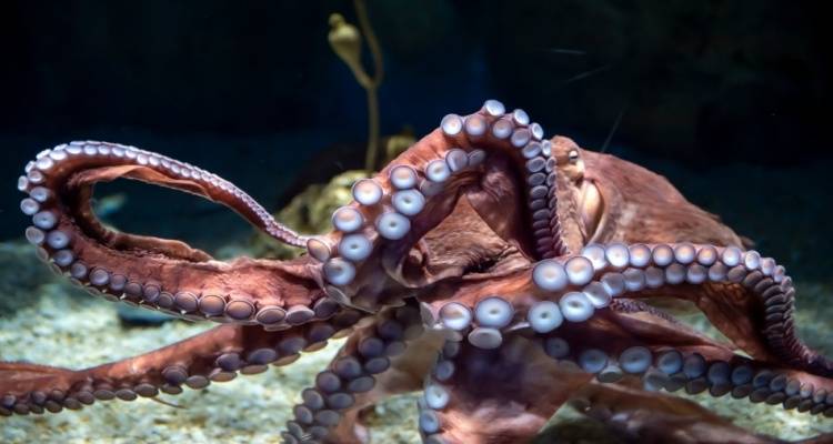 Λήμνος: Αύξηση ελάχιστου επιτρεπόμενου βάρους αλιείας εκφόρτωσης και εμπορίας χταποδιών (Octopus vulgaris)