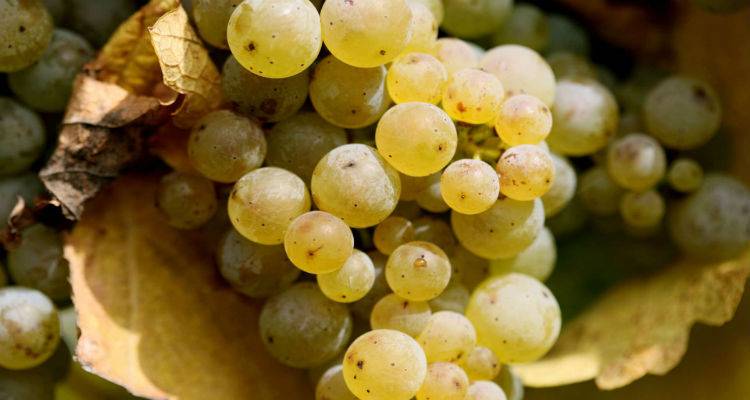 Ξεκινά ο τρύγος τσαμπανάρας στη Λήμνο