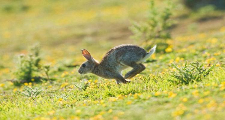 Ανακοινώθηκαν τα αποτέλεσμα από τις ζημιές που προκάλεσαν τα αγριοκούνελα στα αμπέλια της Λήμνου