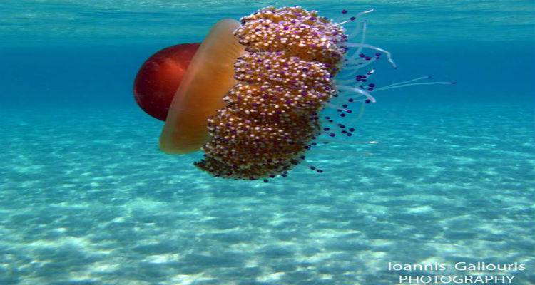 &Upsilon;&pi;ό &epsilon;&xi;&alpha;&phi;ά&nu;&iota;&sigma;&eta; &eta; &pi;&omicron;&lambda;ύ&chi;&rho;&omega;&mu;&eta; &mu;έ&delta;&omicron;&upsilon;&sigma;&alpha; &pi;&omicron;&upsilon; &kappa;&omicron;&lambda;&upsilon;&mu;&pi;ά &sigma;&tau;&alpha; &nu;&epsilon;&rho;ά &tau;&eta;&sigmaf; &Lambda;ή&mu;&nu;&omicron;&upsilon; | &Mu;ά&theta;&epsilon;&tau;&epsilon; &tau;&alpha; &pi;ά&nu;&tau;&alpha;