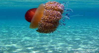 &Upsilon;&pi;ό &epsilon;&xi;&alpha;&phi;ά&nu;&iota;&sigma;&eta; &eta; &pi;&omicron;&lambda;ύ&chi;&rho;&omega;&mu;&eta; &mu;έ&delta;&omicron;&upsilon;&sigma;&alpha; &pi;&omicron;&upsilon; &kappa;&omicron;&lambda;&upsilon;&mu;&pi;ά &sigma;&tau;&alpha; &nu;&epsilon;&rho;ά &tau;&eta;&sigmaf; &Lambda;ή&mu;&nu;&omicron;&upsilon; | &Mu;ά&theta;&epsilon;&tau;&epsilon; &tau;&alpha; &pi;ά&nu;&tau;&alpha;