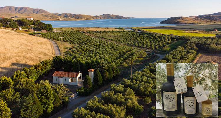 Ένα οικογενειακό κτήμα 100 ετών στη Λήμνο προσφέρει ελαιόλαδο με υγειοπροστατευτικές ιδιότητες