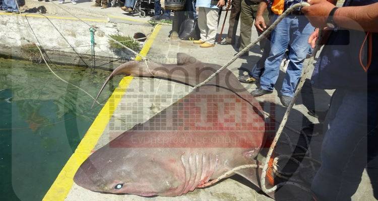 Προστατευόμενο είδος ο καρχαρίας που μπλέχτηκε στα δίχτυα ψαρά στη Λήμνο