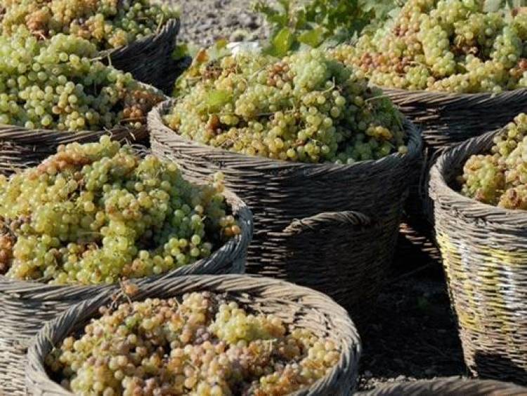 Ξεκίνησε η καταβολή των προκαταβολών στους αμπελοκαλλιεργητές του φετινού τρυγητού