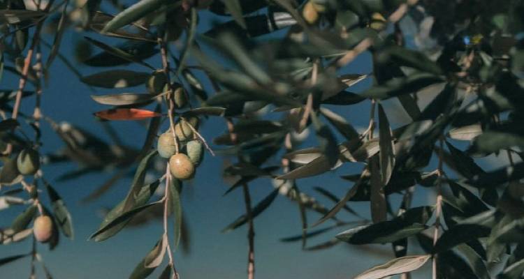 &Xi;&epsilon;&kappa;&iota;&nu;ά &omicron; 3&omicron;&sigmaf; &delta;&omicron;&lambda;&omega;&mu;&alpha;&tau;&iota;&kappa;ό&sigmaf; &psi;&epsilon;&kappa;&alpha;&sigma;&mu;ό&sigmaf; &gamma;&iota;&alpha; &tau;&omicron;&nu; &delta;ά&kappa;&omicron; &sigma;&tau;&eta; &Lambda;ή&mu;&nu;&omicron;