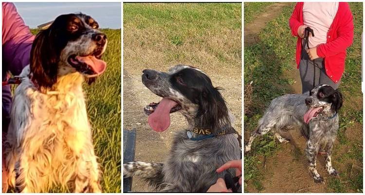 Κυνηγετικός Σύλλογος Λήμνου για θανάτωση σκυλιών: «Καταδικάζουμε τέτοιου είδους βάναυσες συμπεριφορές»