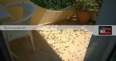 &Alpha;&kappa;&rho;&iota;&delta;ό&pi;&lambda;&eta;&kappa;&tau;&omicron;&sigmaf; &kappa;&eta;&rho;ύ&chi;&theta;&eta;&kappa;&epsilon; &omicron; Ά&gamma;&iota;&omicron;&sigmaf; &Epsilon;&upsilon;&sigma;&tau;&rho;ά&tau;&iota;&omicron;&sigmaf;