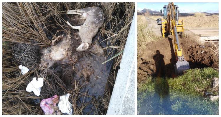 Πρόεδρος Κοντιά: “Προχωρήσαμε σε ταφή των νεκρών ζώων”