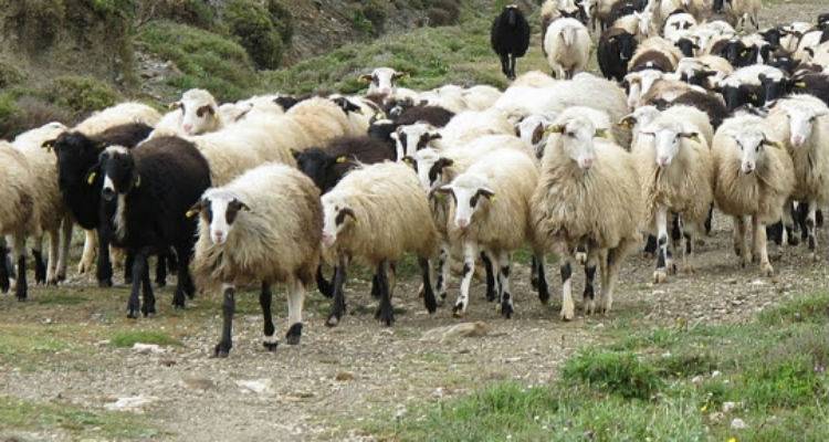 Ξεκίνησε η απογραφή των αιγοπροβάτων