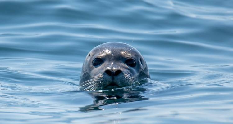 Λήμνος- Μούδρος: Κι όμως η φώκια επέστρεψε στη,,, σπηλιά της (video)