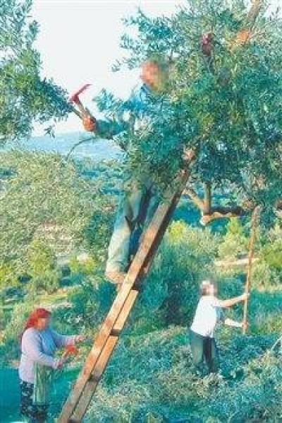 «Γλίστρησαν» στο λάδι εκατομμύρια ευρώ