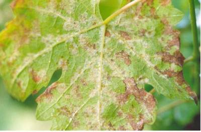 &Upsilon;&pi;&omicron;&upsilon;&rho;&gamma;&epsilon;ί&omicron; &Alpha;&gamma;&rho;&omicron;&tau;&iota;&kappa;ή&sigmaf; &Alpha;&nu;ά&pi;&tau;&upsilon;&xi;&eta;&sigmaf;: &laquo;&Omicron;&iota; &zeta;&eta;&mu;&iota;έ&sigmaf; &alpha;&pi;ό &tau;&omicron;&nu; &pi;&epsilon;&rho;&omicron;&nu;ό&sigma;&pi;&omicron;&rho;&omicron; &delta;&epsilon;&nu; &kappa;&alpha;&lambda;ύ&pi;&tau;&omicron;&nu;&tau;&alpha;&iota; &alpha;&pi;ό &tau;&omicron;&nu; &Epsilon;&Lambda;.&Gamma;.&Alpha;&raquo;