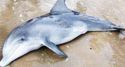 &Phi;&omega;&tau;&omicron;&gamma;&rho;&alpha;&phi;ί&alpha; &alpha;&rho;&chi;&epsilon;ί&omicron;&upsilon;  