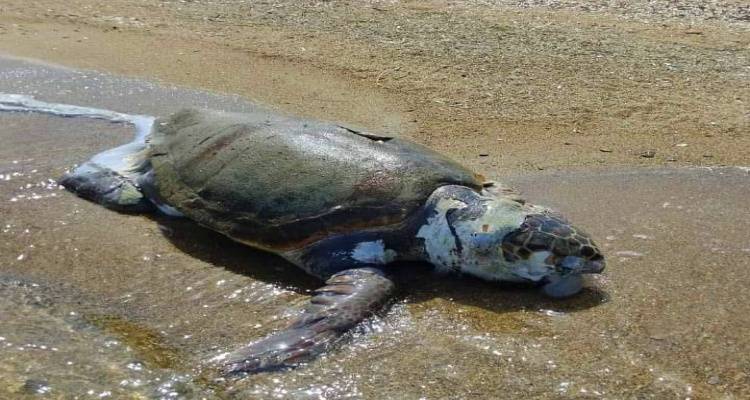 Νεκρή θαλάσσια χελώνα σε παραλία της Λήμνου