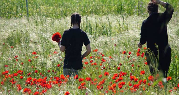 Terra Lemnia: Ανοιξιάτικος βοτανικός περίπατος στο Δάσος των Βελανιδιών και φωτοδιαγωνισμός