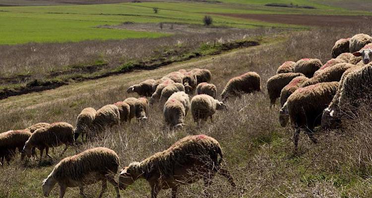 Τελευταία εξέλιξη: Δεν αποδέχτηκε ο επιτυχών του ΑΣΕΠ τη θέση κτηνιάτρου στη Λήμνο
